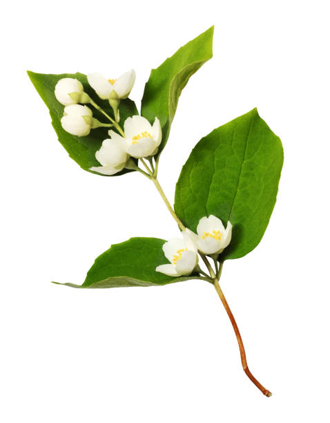 istock Jasmine flowers and leaves 1206993027