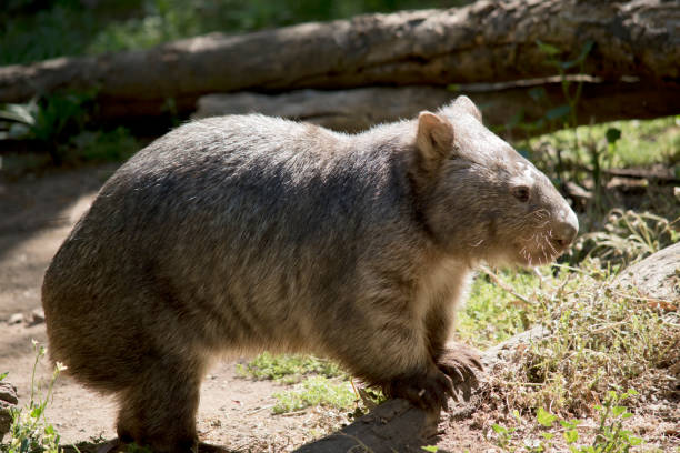 istock this is a side view of a common wombat 1206993660
