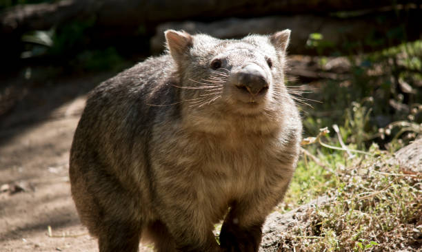 dies ist eine nahaufnahme eines comon wombat - wombat stock-fotos und bilder