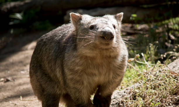 this is a close up of a comon wombat the wombat is walking around the paddock wombat stock pictures, royalty-free photos & images