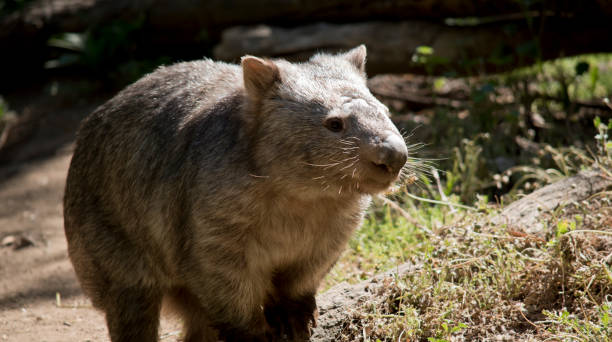 istock this is a close up of a comon wombat 1206993843