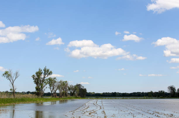 istock the French Camargue 1206994084