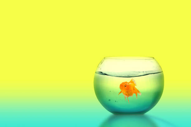 istock Goldfish in the fishbowl 1206994772
