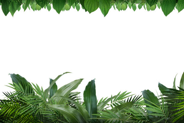 istock The frame of green tropical leaves 1206995117