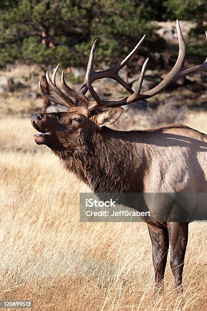 Elk Bramar Foto de stock y más banco de imágenes de Aire libre - Aire libre, Animal macho, Animales salvajes