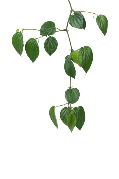 istock Tropical green leaves 1206995173