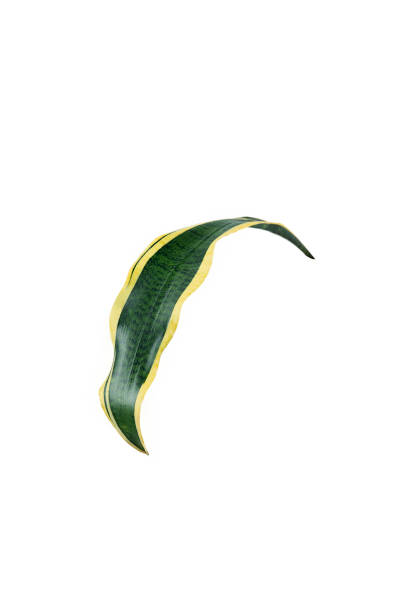 istock Tropical green leaves 1206995182