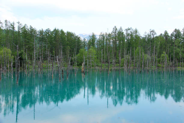 istock Early summer blue pond in Biei 1206996024