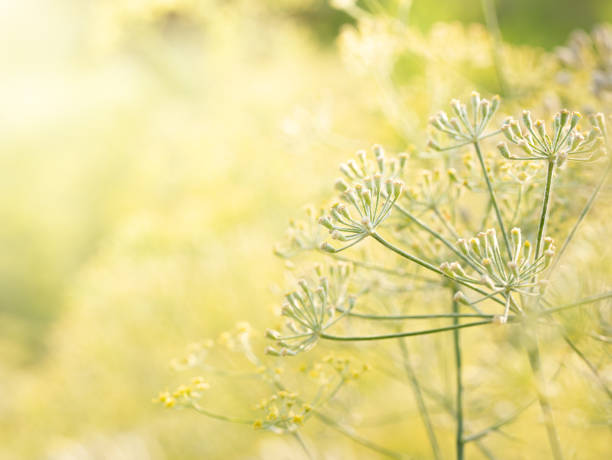 istock Close Up. dill seeds on stalks. (Anethum graveolens) 1206997476