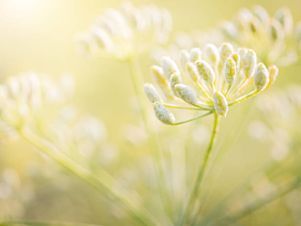 istock Close Up. dill seeds on stalks. (Anethum graveolens) 1206997487