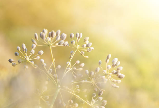 istock Close Up. dill seeds on stalks. (Anethum graveolens) 1206997489