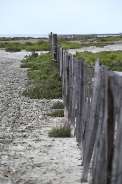 istock the French Camargue 1206998324