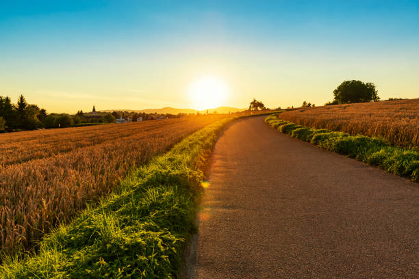 istock Empty curved road through the wheat field. Sunset countryside landscape 1206999594