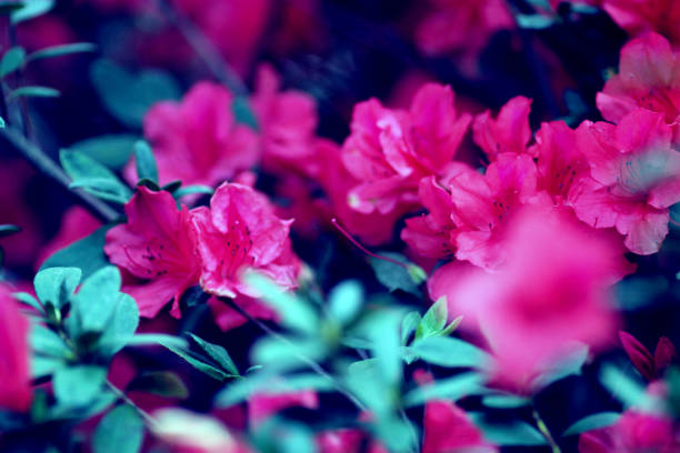 Azalea festival