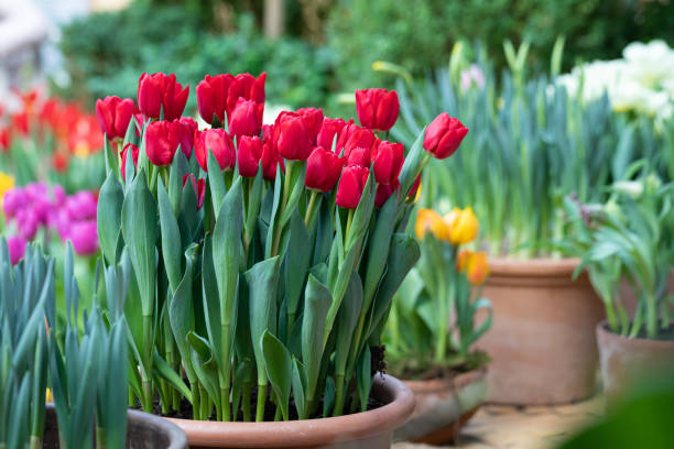 istock Multicolored spring tulips potted on the garden lawn 1207000701