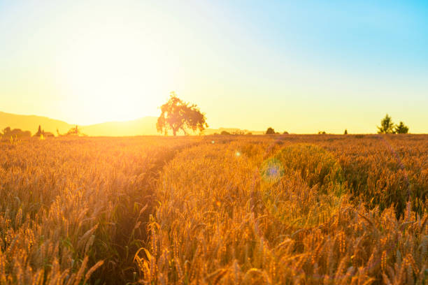 istock Beautiful sunset on the wheat field. Golden wheat and lonely tree. Selective focus. 1207001002