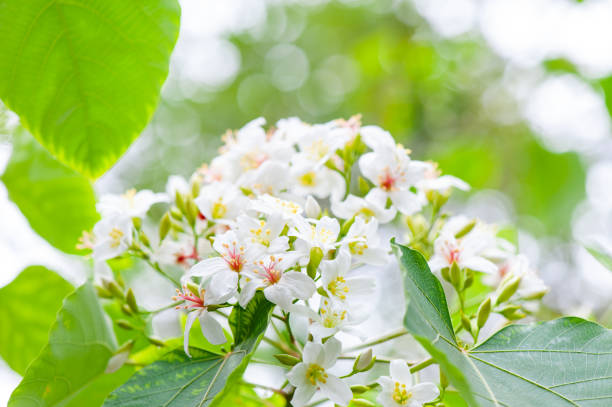 Beautiful white tung flower blooms in spring（tung tree flower）