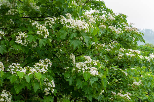 istock Beautiful white tung flower blooms in spring（tung tree flower） 1207001237