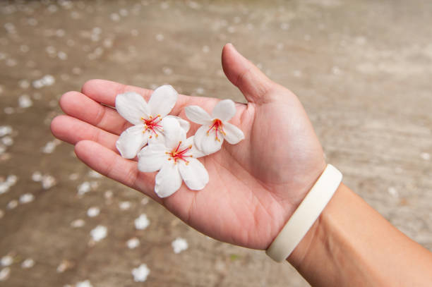 Hand holding white beautiful tung flower in tung flower season stock photo