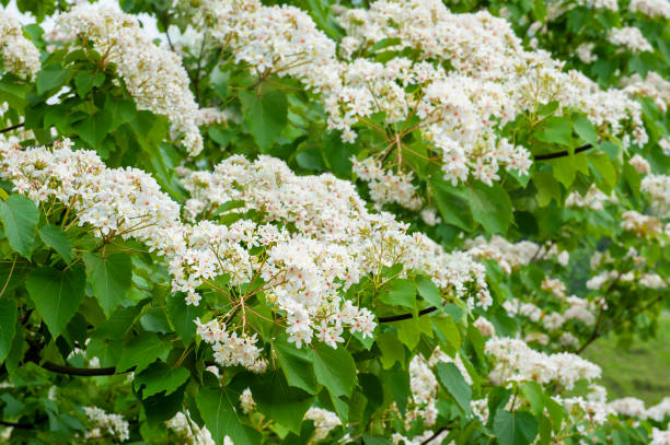 istock Beautiful white tung flower blooms in spring（tung tree flower） 1207001316