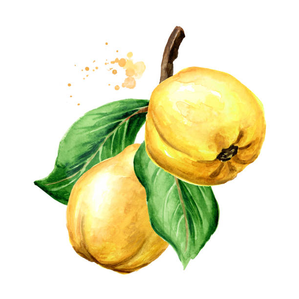 新鮮な熟した黄色のマルメロの果実で枝。手描きの水彩画、白の背景に分離 - quince点のイラスト素材／クリップアート素材／マンガ素材／アイコン素材