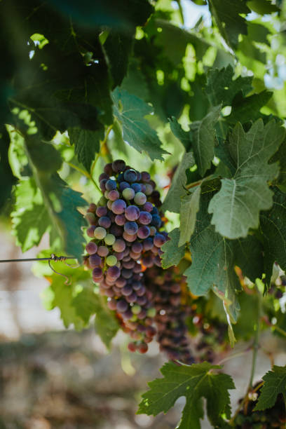 istock Close-Up Of Grapes Growing In Vineyard 1207004762