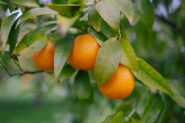 istock Close-Up Of Orange Fruit On Tree 1207004819