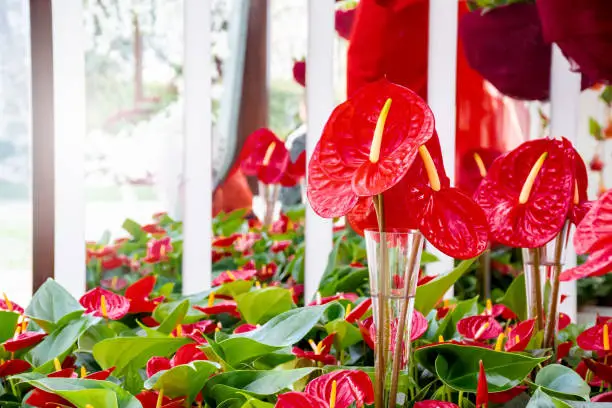 Photo of Beautiful brightness red Anthurium andraeanum , flamingo flowers or tailflower, painter's palette, and laceleaf. blossom in garden with  bright red spathe and heart shape green leaf. Nature background