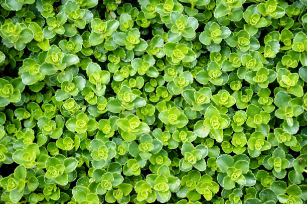 istock Background small green leaves plant, nature texture concept. 1207005855