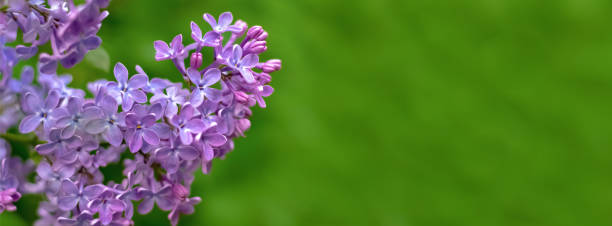 beautiful spring lilac-green background for web banner. - efflorescent imagens e fotografias de stock