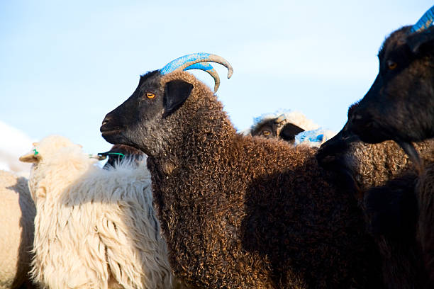 ヤギ - sheep fence zoo enclosure ストックフォトと画像