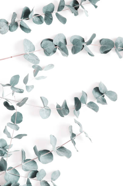 istock Eucalyptus leaves on white background. Flat lay, top view. - Image 1207008578