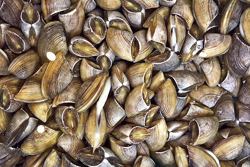 Fresh raw clams in traditional fish market