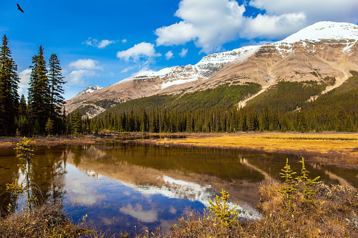 Autumn Journey to the Rockies of Canada. Shallow lake overgrown with yellowed grass. At the foot of Lake Peyto. Active, eco and photo tourism concept