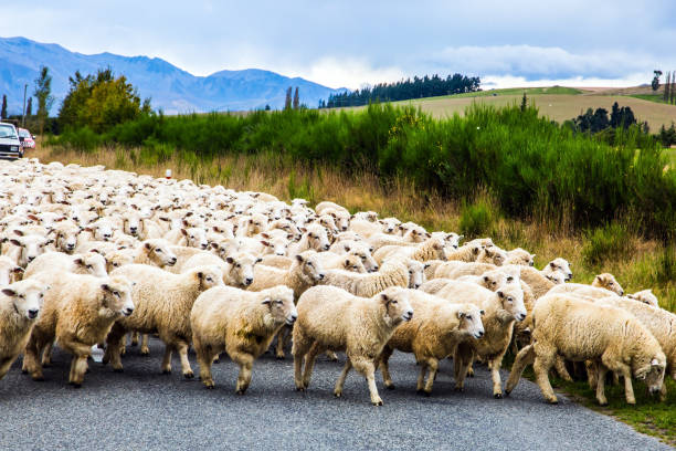 istock Huge herd of sheep 1207009581