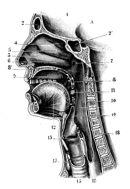 Antique illustration: Human head section