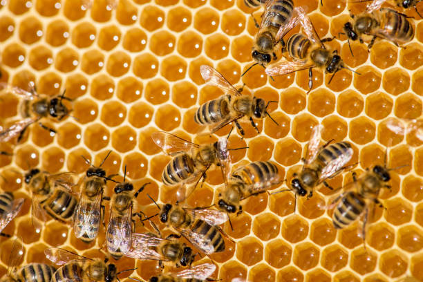 istock closeup of bees on honeycomb in apiary - selective focus, copy space 1207009960
