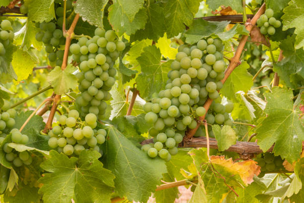 istock bunches of ripe Sauvignon Blanc grapes on vine in vineyard 1207010149