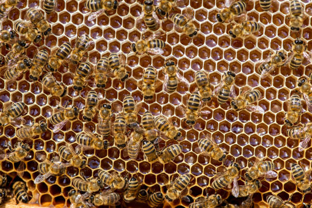 istock closeup of bees on honeycomb in apiary - selective focus, copy space 1207010340