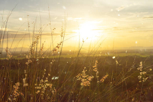 istock Beautiful sunset sky and flower grass with floating light. 1207010944