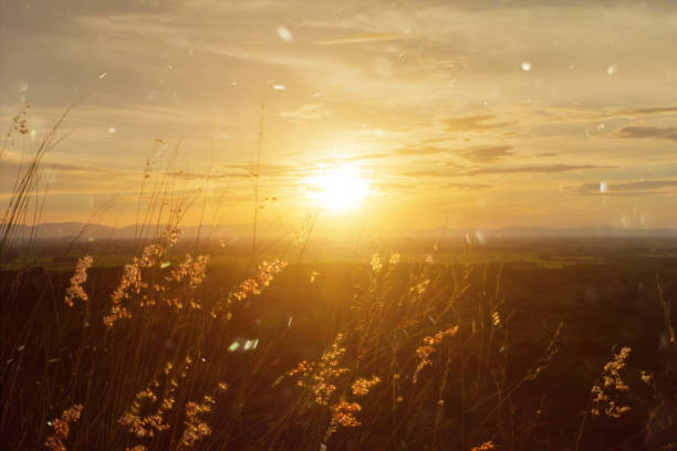 istock Beautiful sunset sky and flower grass with floating light. 1207011043