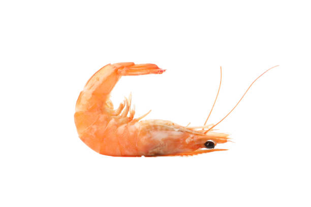 istock Delicious shrimp isolated on white background. Seafood 1207011060