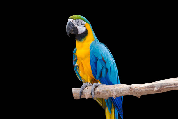 Bird Blue macaw parrot with isolated black background stock photo