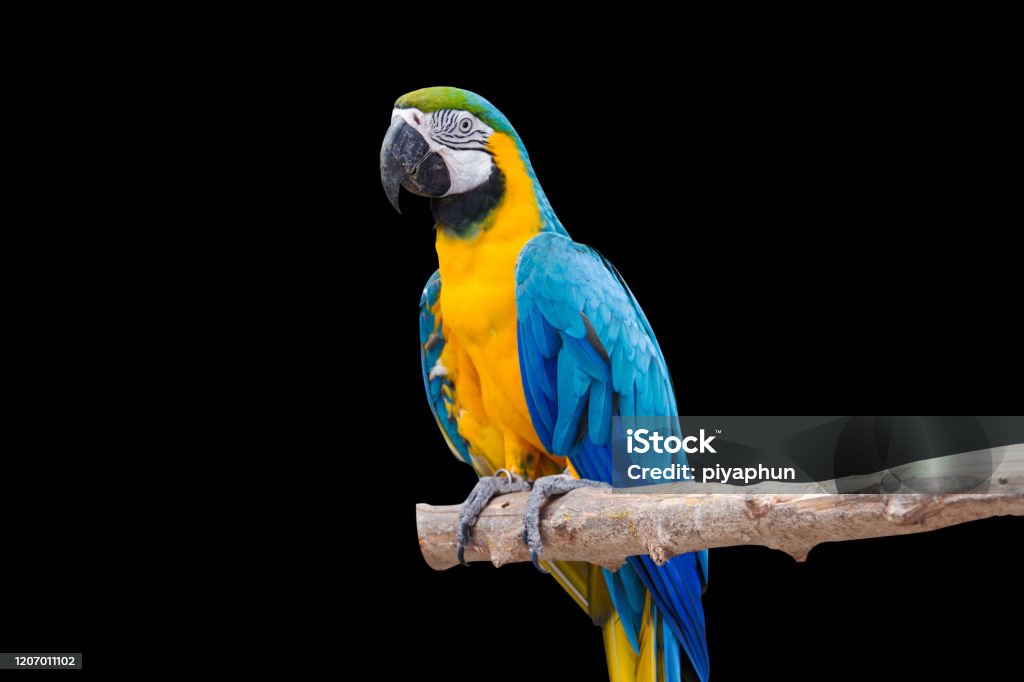 Blue And Gold Macaw - Pet Me Shop