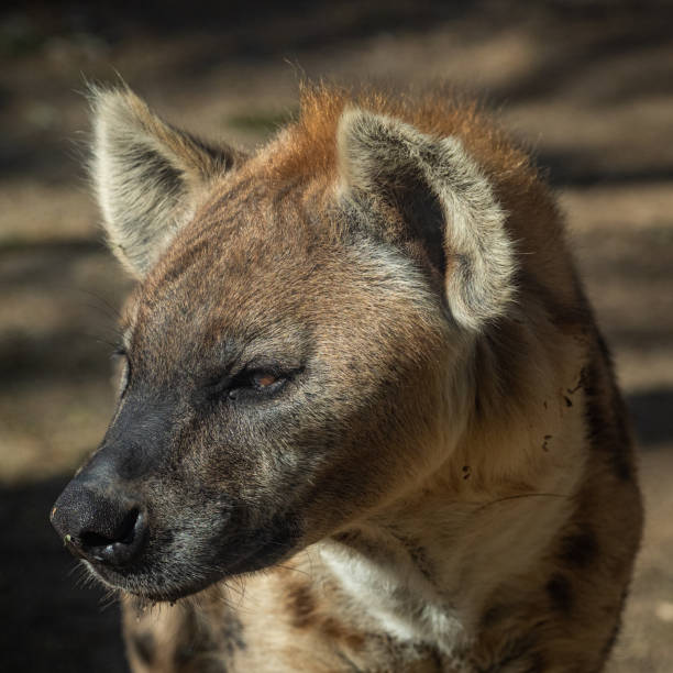istock Portrait  of a Spotted Hyena, Crocuta crocuta 1207011221