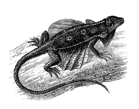 istock Antique animal illustration: dragon lizard 1207012946