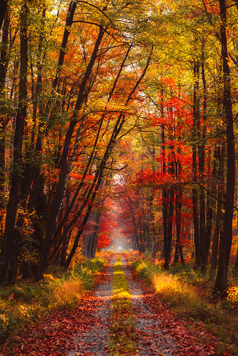 Autumn forest at morning with rays of warm sun light shine through branches and vivid gold and red fall leaves.