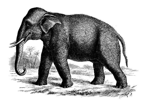 Antique animal illustration: Indian Elephant