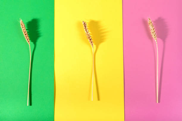 istock ears of wheat on a bright colorful background 1207015388