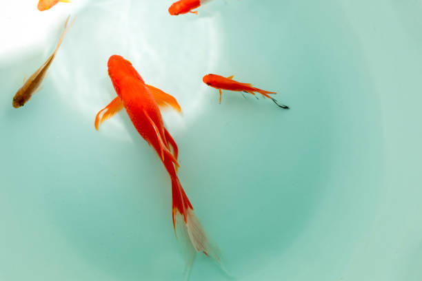 istock Red and gold koi fishes 1207015569
